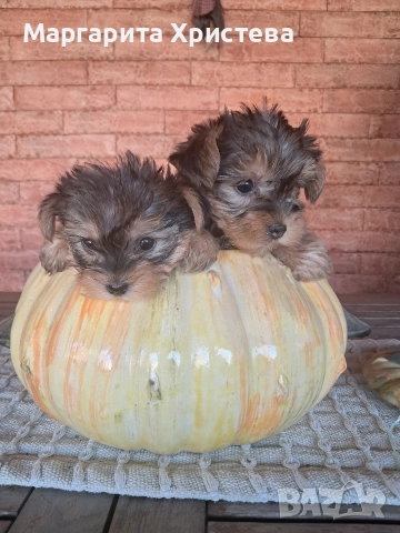 Йоркширски териер 