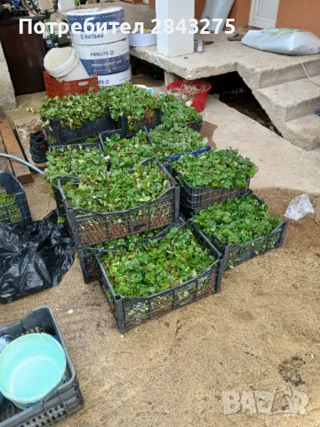 Продавам разсад ягоди , снимка 6 - Сортови семена и луковици - 49732680