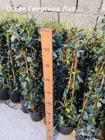 жасмин , снимка 2 - Градински цветя и растения - 53935155