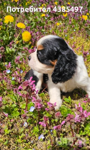 Момче кавалер Кинг Чарлз Шпаньол , снимка 2 - Кавалер кинг чарлз шпаньол - 54208438