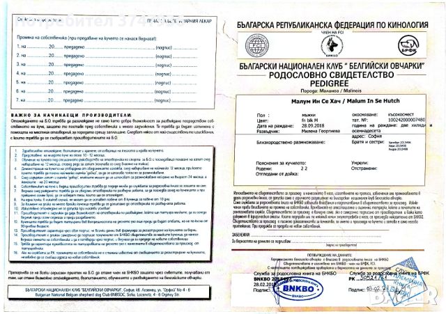 Белгийска овчарка Малиноа, снимка 18 - Белгийска овчарка - 45716624