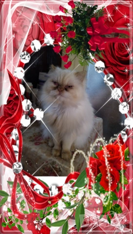 Ваксинирани персийски дългокосмести котки с ЕС паспорти,микрочипирани! , снимка 9 - Персийска - 45572562