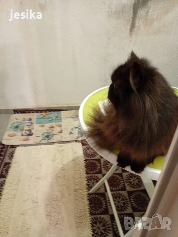 Персийска котка на една година ., снимка 5 - Персийска - 52403277