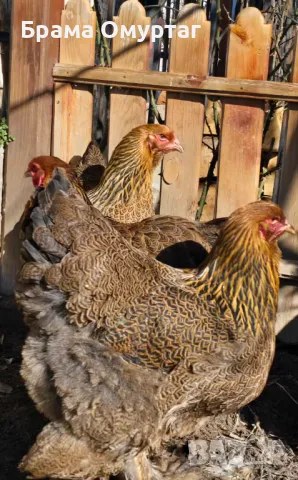 Продавам разплодни яйца от Яребична брама [Partridge Brahma], снимка 2 - Кокошки и пуйки - 50242203