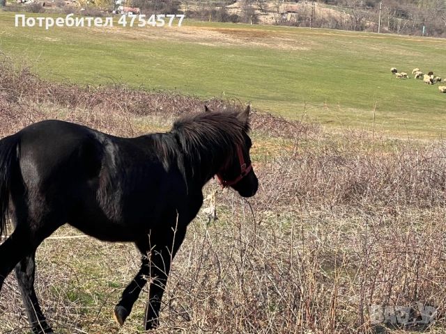 Каракачанска, снимка 5 - Коне - 53701803