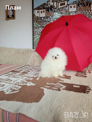 Мини Померани. Реални снимки от 04.04.26г., снимка 5 - Померан - 54044686