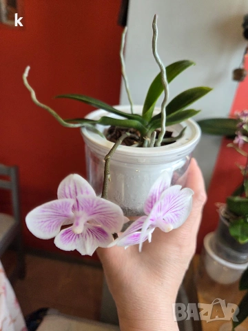 mini phalaenopsis в самополивна саксия, снимка 2 - Стайни растения - 53898755