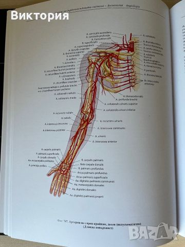 Комплект от 4 тома атласи анатомия на човека - Синелников , снимка 14 - Специализирана литература - 46724365