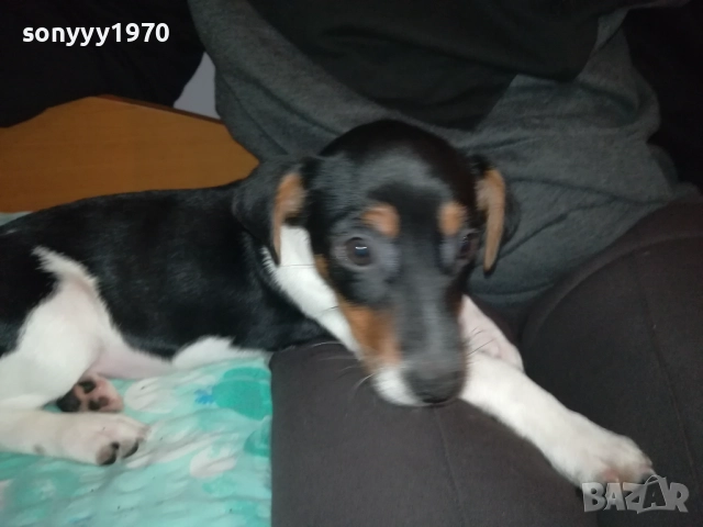 ДЖАК РЪСЕЛ-ЖЕНСКО БЕБЕ ДЖАК 0611250831, снимка 2 - Джак ръсел териер - 52314145