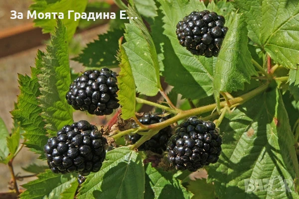 Къпина сорт тройна корона