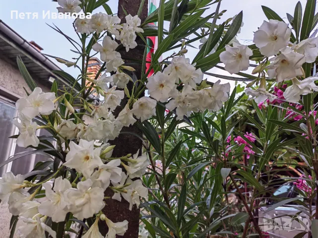 Олеандър (зокум, лян) , снимка 2 - Градински цветя и растения - 50008789
