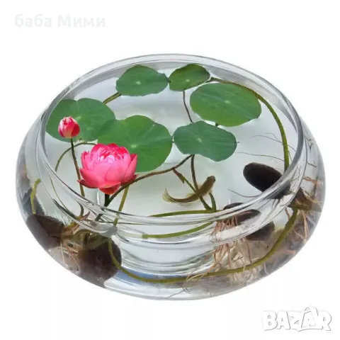 Nelumbo nucifera - семена Лотос, снимка 4 - Стайни растения - 49499951