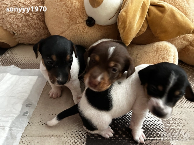 ДЖАК РЪСЕЛ С ПАСПОРТ И ВАКСИНА-ПРОДАВАМЕ 2109250940