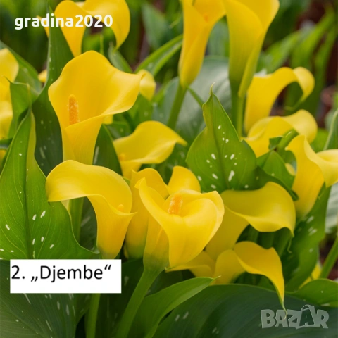 Луковици на Кала  - Цена за 1 бр.: 2,20 € / 4,30 лв. , снимка 4 - Разсади - 53145364