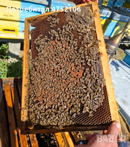 Пчелни майки и отводки от регистриран производител, снимка 4 - Други - 53668503
