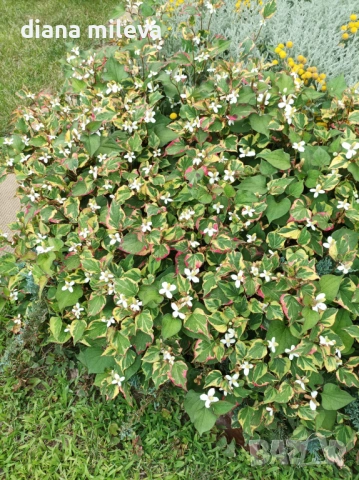 Хутиния, Houttuynia cordata, многогодишна и студоустойчива , снимка 10 - Градински цветя и растения - 54001747