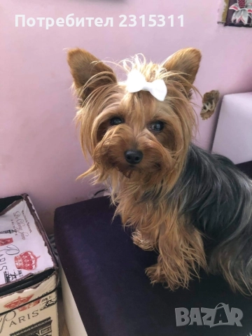 чисто кръвни йорки, снимка 4 - Йоркширски териер - 52239451