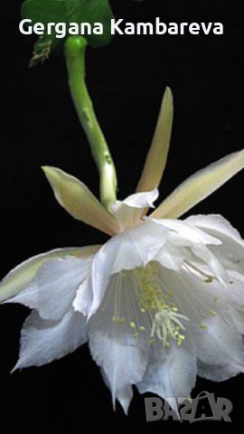 Epiphyllum anguliger , снимка 4 - Стайни растения - 46749744