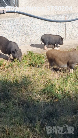 Виетнамски прасета, снимка 6 - Прасета - 54198346