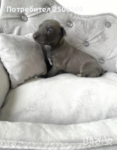 Продавам кученца италианска хрътка, снимка 17 - Хрътка - 52861468