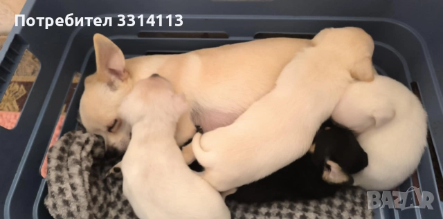 чихуахуа , снимка 10 - Чихуахуа - 52935666