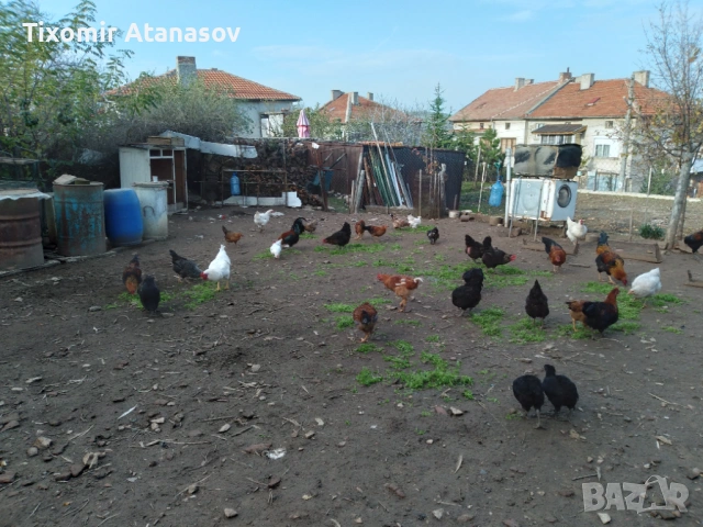 Селски кокошки, снимка 8 - Кокошки и пуйки - 53467510