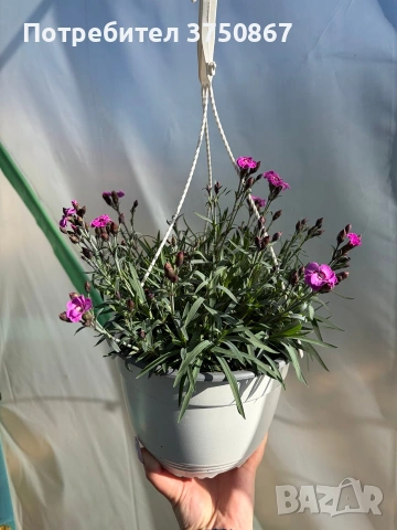 💜🌿 Каскаден, ароматен карамфил - кошници, снимка 5 - Градински цветя и растения - 53810446