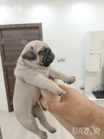 ЕЛИТНИ МОПСЧЕТА , снимка 4 - Мопс - 52454551