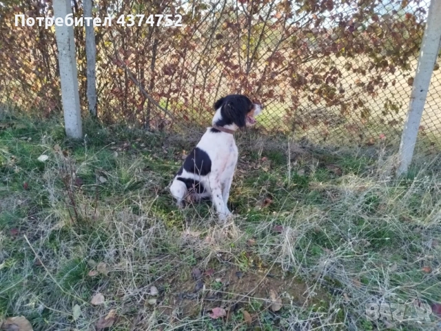 Женски бретон шпаньол , снимка 8 - Бретон шпаньол - 53635080