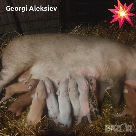 3 свине майки на първо прасило. , снимка 11 - Прасета - 53753100