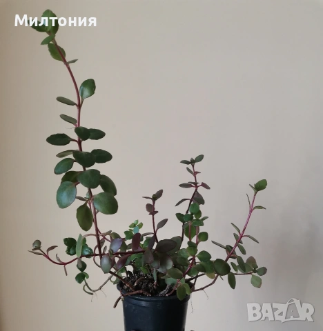 каланхое , снимка 2 - Стайни растения - 50504973