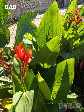 червена кана , снимка 4 - Градински цветя и растения - 52175750