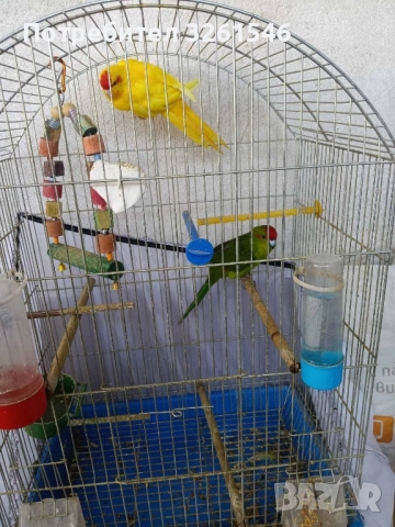Продавам двойка папагали