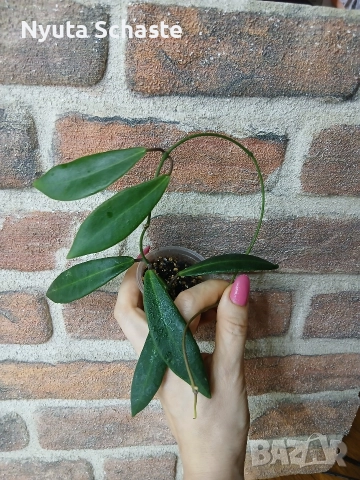 Хоя. Hoya pulchra , снимка 3 - Стайни растения - 52654664