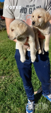 Лабрадор ретривър , снимка 11 - Лабрадор ретривър - 54189754