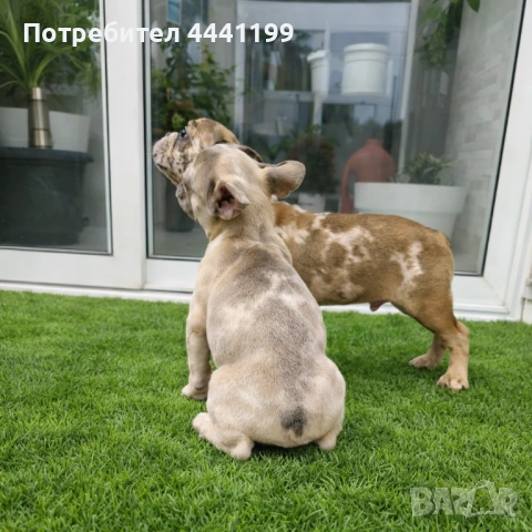 Продават се,френски булдочета, снимка 2 - Френски булдог - 53666557