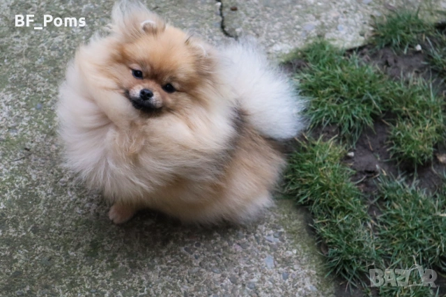 Миниатюрно момиченце померан с родословие FCI, снимка 3 - Померан - 50219721