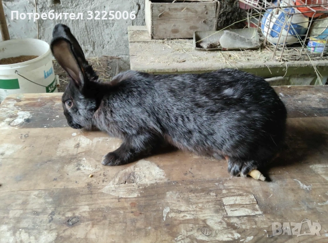 Зайци, снимка 2 - За гризачи - 52456296