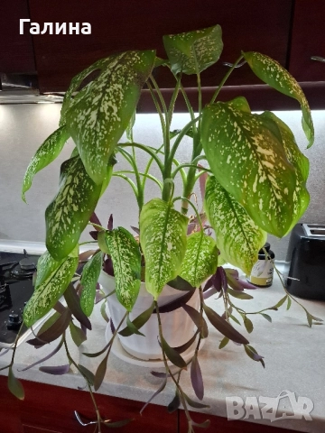 Дифенбахия в комбинация пурпорно сърце., снимка 4 - Стайни растения - 51715363