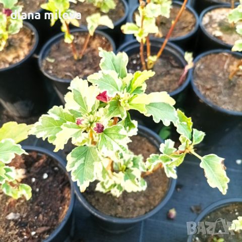  Дървовидна Ружа,Hibiscus syriacus, вариегатен, снимка 13 - Градински цветя и растения - 43401559