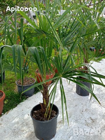 трахикарпус студоустойчиви палми 1.20–1.50, снимка 7 - Градински цветя и растения - 43204232