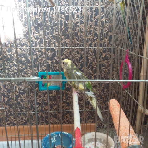 Пойни папагали.