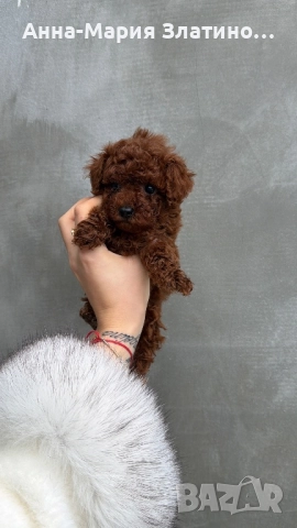 Той пудел ред браун , снимка 10 - Други - 52886172