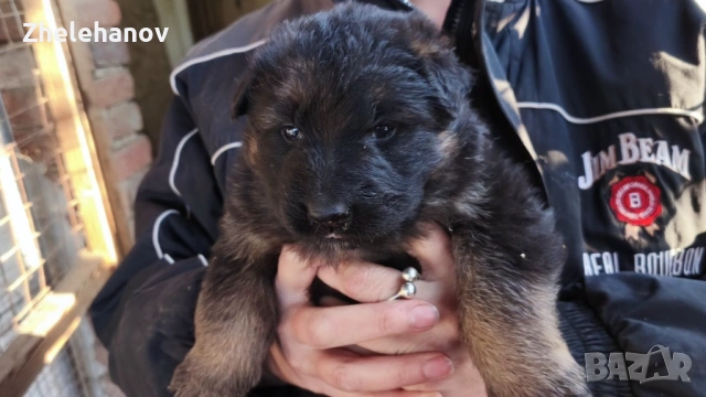 Немска Овчарка от Развъдник ”Von Zhelehanov”, снимка 4 - Немска овчарка - 53485276