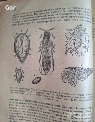 100-годишна антикварна ценност: „Зоология“ (1926) – Изд. Хр. Г. Данов, снимка 10 - Нумизматика и бонистика - 53723683