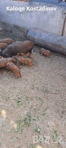 Продавам виетнамски прасета , снимка 2 - Прасета - 51882927