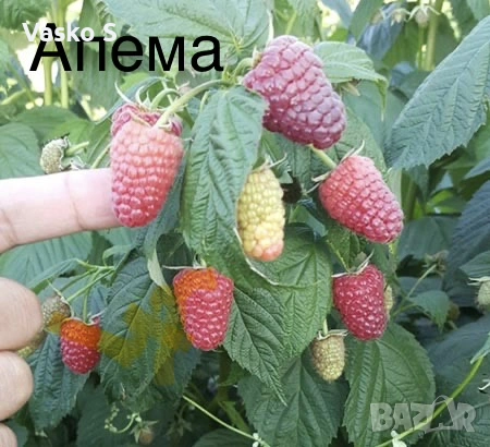 Малини, снимка 4 - Разсади - 53472394