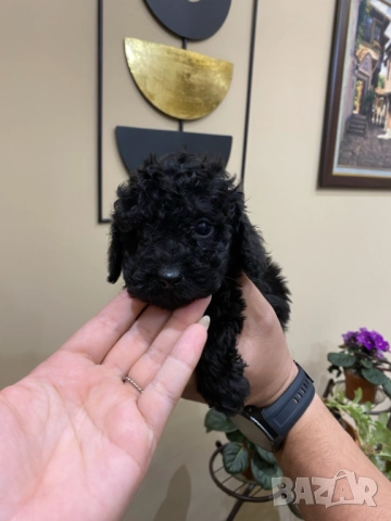 Пудел "мини" , снимка 4 - Пудели - 52250133