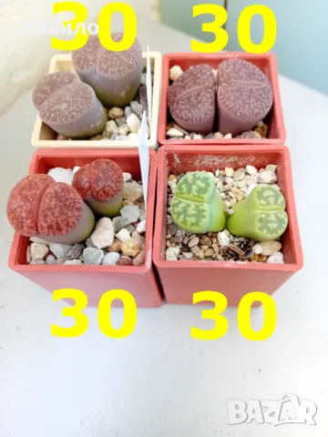 Живи камъчета - Lithops, снимка 5 - Градински цветя и растения - 33193359