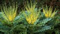 Махония (Зимно слънце) Mahonia media 'winter sun', снимка 4